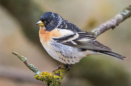 common redpoll